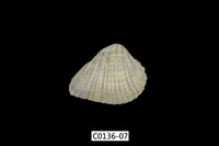 藏品(歪簾蛤 )的圖片